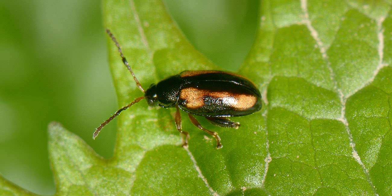 Phyllotreta ochripes, maschio, Chrysomelidae